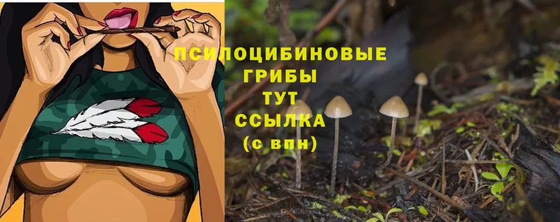 закладки  Избербаш  KRAKEN ССЫЛКА  Псилоцибиновые грибы Cubensis 